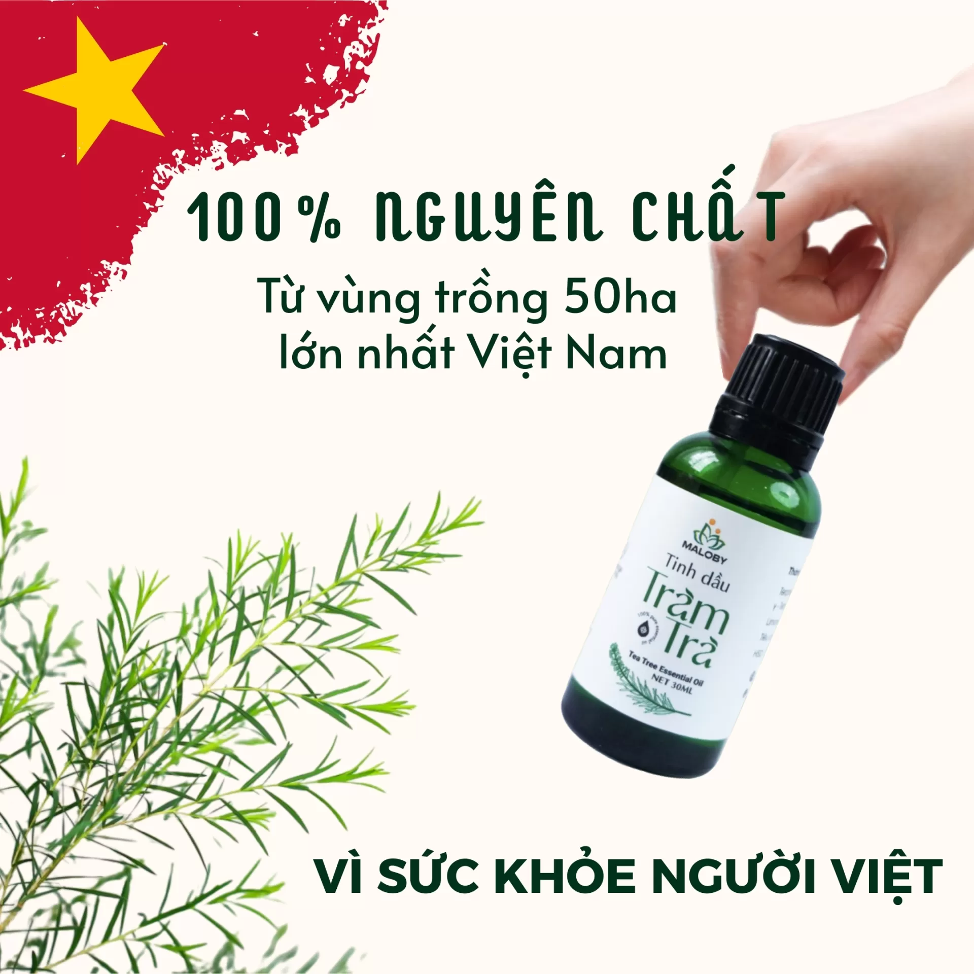 Ngừa côn trùng đốt nhờ tinh dầu tràm trà