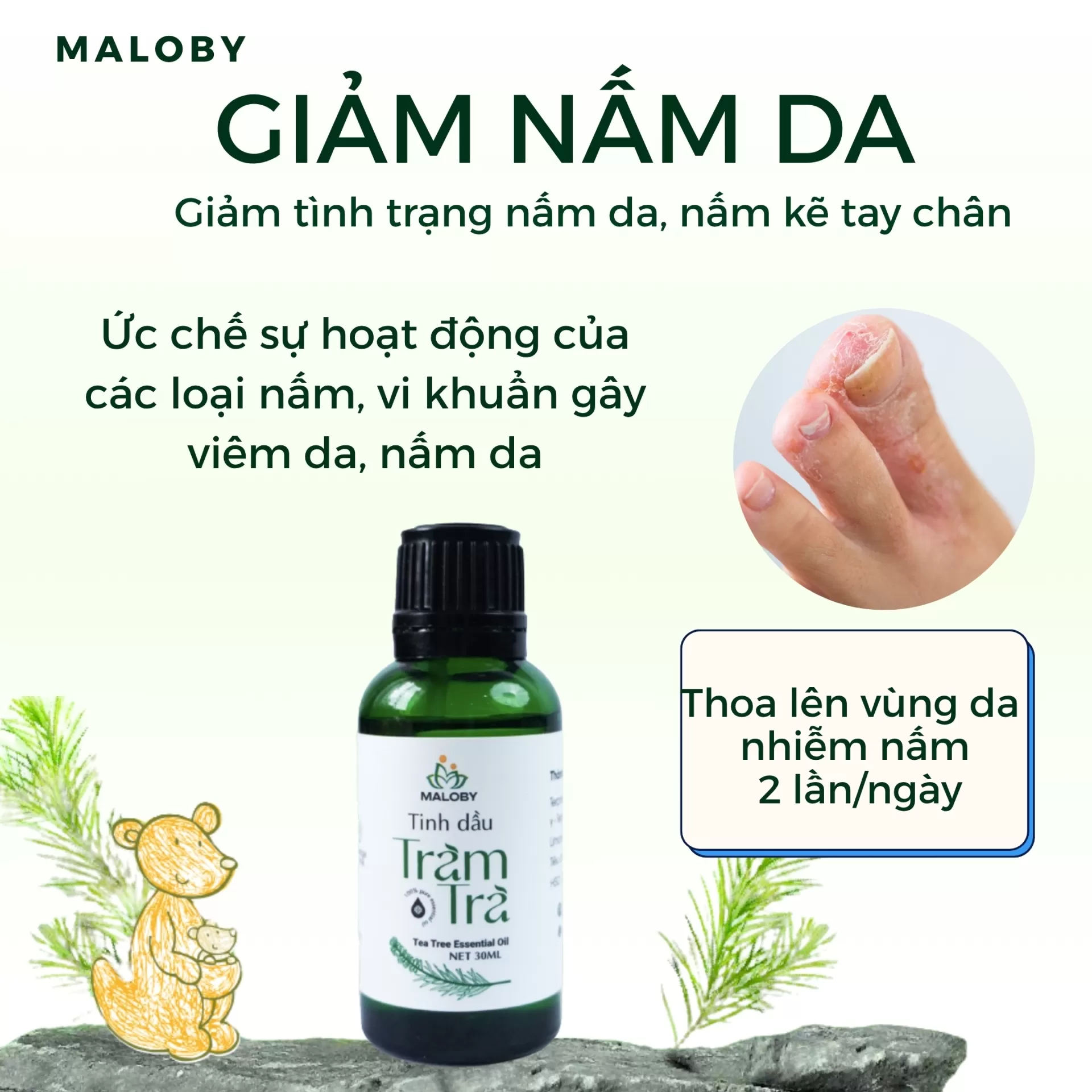 Tinh Dầu Tràm Trà Maloby